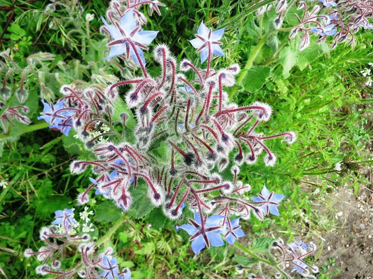 הוילה Palombara Sabina Argentella House מראה חיצוני תמונה
