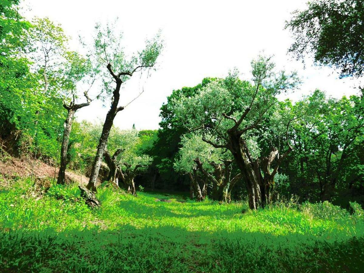 הוילה Palombara Sabina Argentella House מראה חיצוני תמונה